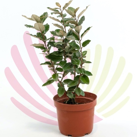 Elaeagnus ebbingei - P093050V0050H04010